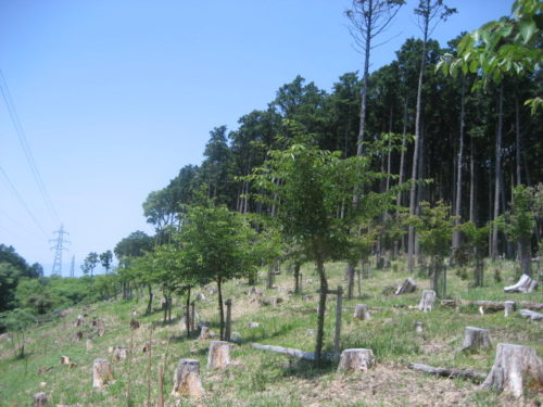 ＮＰＯ法人環境整備森と竹で健康クラブ