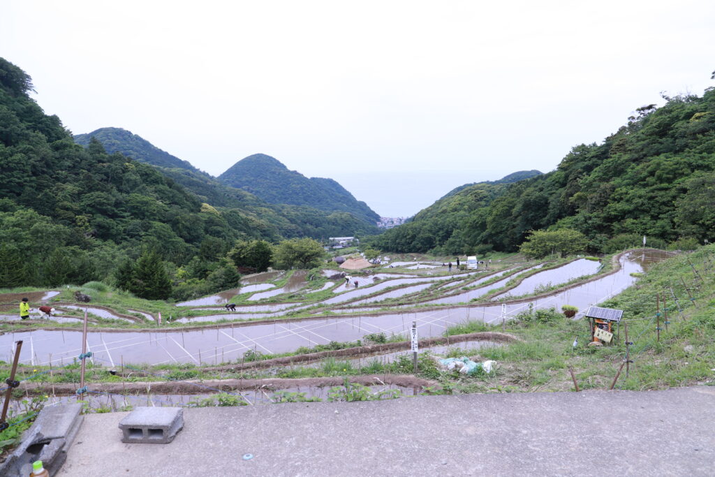 松崎町の名勝・石部棚田