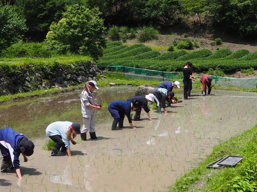 寛永年間につくられた棚田を復活！自然農法の稲作でホタルが舞う里山の自然を維持する（清沢塾）