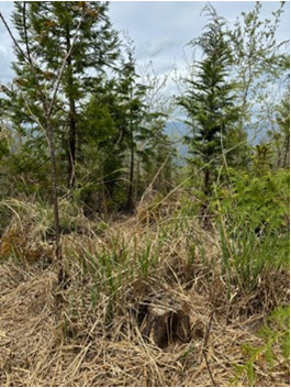 静岡の里山が危機に瀕している