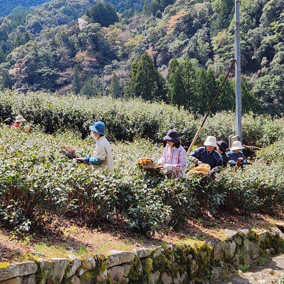 奥長島のだんだん茶畑まもり隊