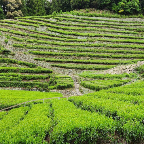 奥長島のだんだん茶畑まもり隊
