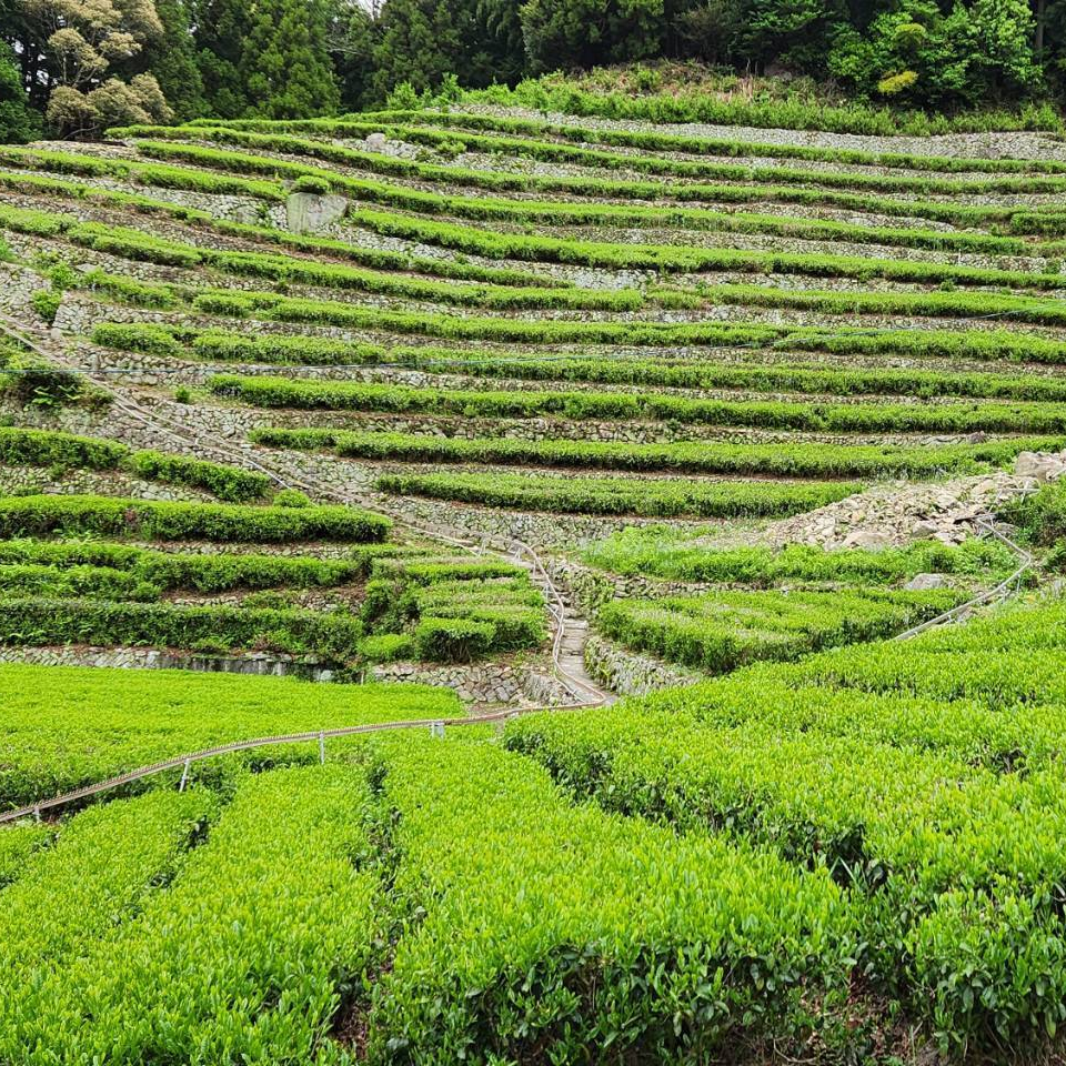 奥長島のだんだん茶畑まもり隊