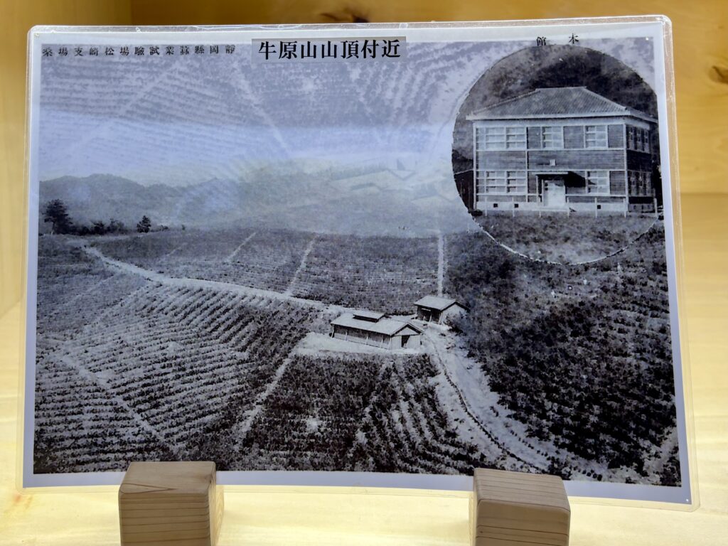 養蚕の歴史を、桑の葉茶で未来へ