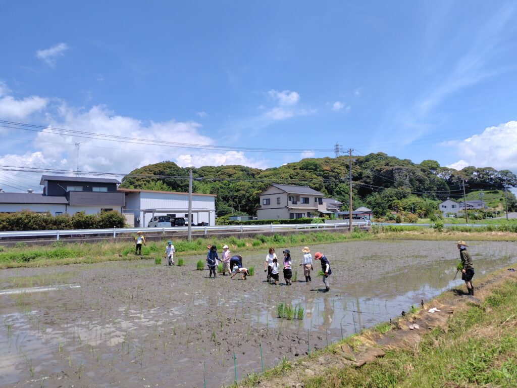 今年も掛川で、田植え体験を開催します！