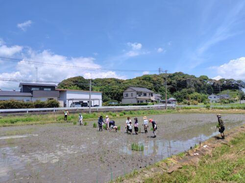 今年も掛川で、田植え体験を開催します！